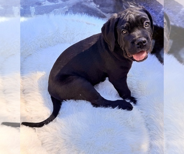 Medium Photo #1 Cane Corso Puppy For Sale in WOODLAND HILLS, CA, USA