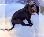 Puppy Zeena Cane Corso
