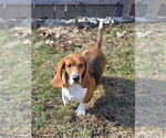 Small Basset Hound