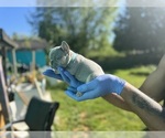 Small #21 French Bulldog