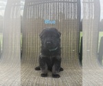 Puppy Blue Collar 915 German Shepherd Dog