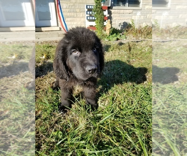 Medium Photo #1 Newfoundland Puppy For Sale in AURORA, IN, USA
