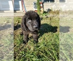 Small Photo #1 Newfoundland Puppy For Sale in AURORA, IN, USA