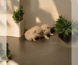Pomeranian Litter for sale in SAN DIEGO, CA, USA