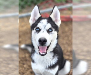 Siberian Husky Dogs for adoption in Sanford, FL, USA