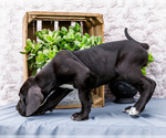 Small #4 Great Dane