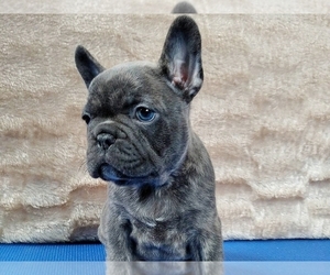 French Bulldog Puppy for sale in BOSTON, MA, USA