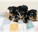Small Photo #16 Yorkshire Terrier Puppy For Sale in MILWAUKEE, WI, USA