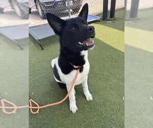 Akita-Unknown Mix Dogs for adoption in Pasadena, TX, USA