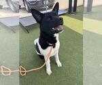MOO MOO - Male Akita-Unknown Mix Dog for Adoption - Small photo