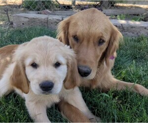 Golden Retriever Puppy for sale in WILLOWS, CA, USA