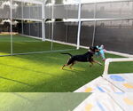 Small #3 Rottweiler Mix