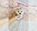 Small #5 Maltese
