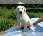 Small Photo #6 German Shepherd Dog Puppy For Sale in PIEDMONT, MO, USA