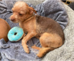 Small Photo #2 Silky Terrier-Unknown Mix Puppy For Sale in Cranston, RI, USA