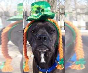 Rocco - loyal companion! - Male Bullboxer Pit Dog for Adoption - Photo #6