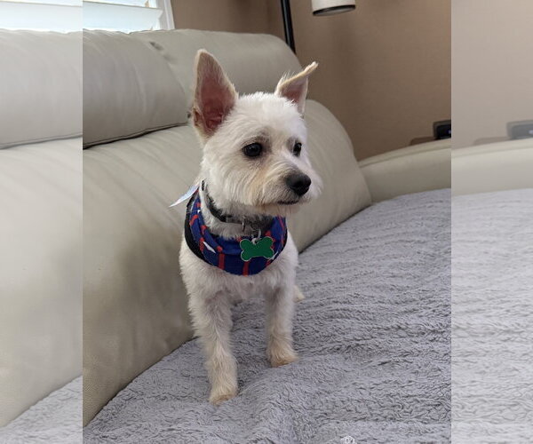 Medium Photo #3 Mutt Puppy For Sale in Mission Viejo, CA, USA