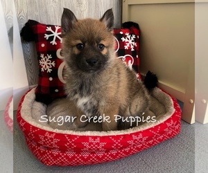 Pomsky Puppy for sale in DONNELLSON, IA, USA