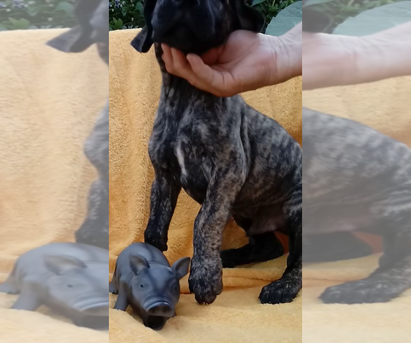 Medium Photo #7 Great Dane Puppy For Sale in HARTVILLE, OH, USA