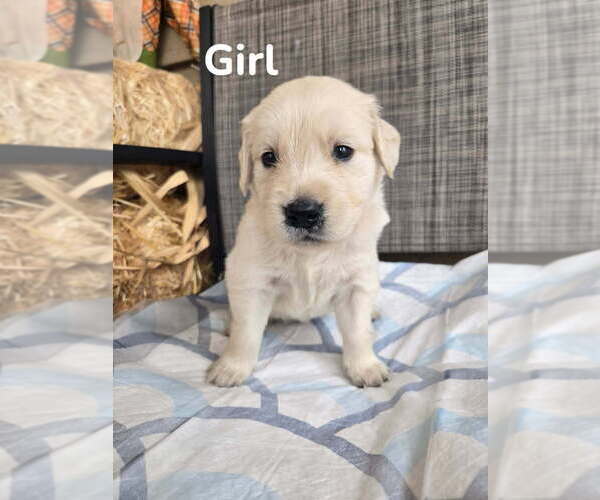 Medium Photo #2 Golden Retriever Puppy For Sale in LYNCHBURG, VA, USA