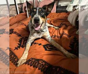 Autumn : Bluey - Female Great Pyrenees-Unknown Mix Dog for Adoption - Photo #5