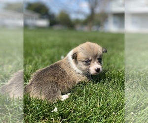 Pembroke Welsh Corgi Puppy for sale in SULLIVAN, IL, USA