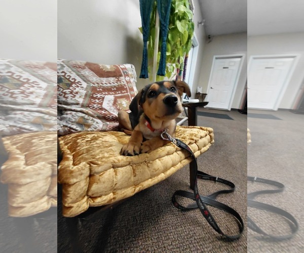 Medium Photo #5 Mutt Puppy For Sale in Germantown, OH, USA