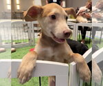 Small #10 Mutt