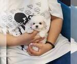 Small #2 Maltese