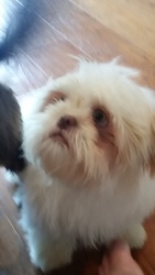 Shih Tzu Puppy for sale in EVANS, GA, USA