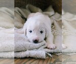 Small Photo #8 Great Pyrenees Puppy For Sale in FALCON, CO, USA