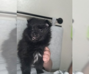 Pomeranian Puppy for sale in CEDAR HILL, TX, USA