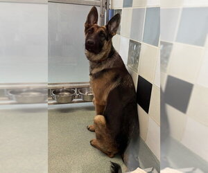 German Shepherd Dog-Unknown Mix Dogs for adoption in Plano, TX, USA