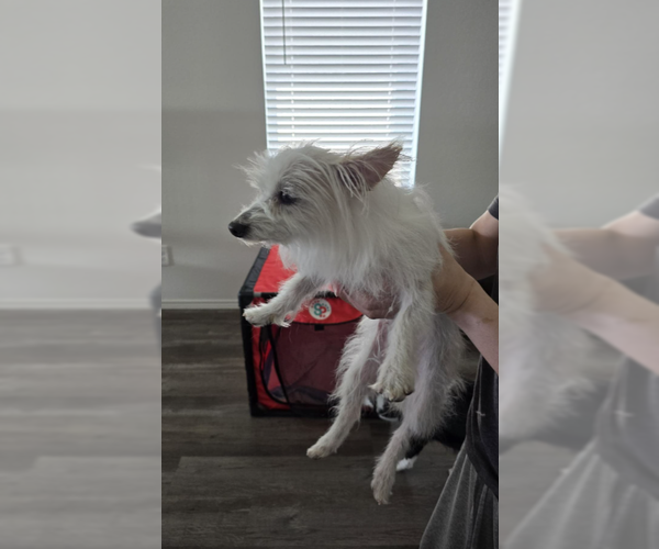 Medium Photo #4 Maltese-Unknown Mix Puppy For Sale in Cranston, RI, USA