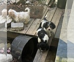 Small #5 Schweenie