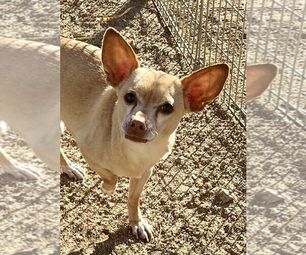 Medium Photo #3 Chihuahua-Unknown Mix Puppy For Sale in Lancaster, CA, USA