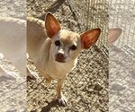 Small #2 Chihuahua Mix
