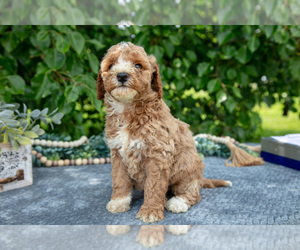 Poodle (Miniature) Litter for sale in WOLCOTTVILLE, IN, USA