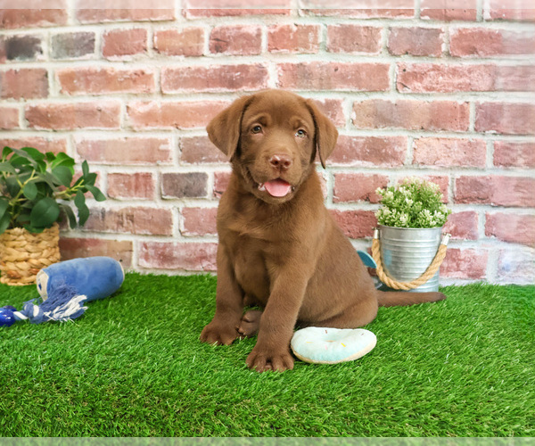 Medium Photo #6 Labrador Retriever Puppy For Sale in SYRACUSE, IN, USA