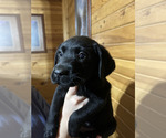 Puppy Black Puppy Labrador Retriever