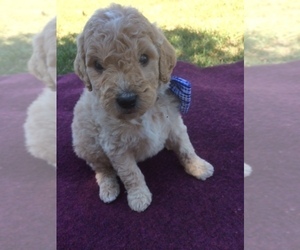 Medium Goldendoodle