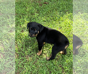 Rottweiler Puppy for sale in CANTON, GA, USA