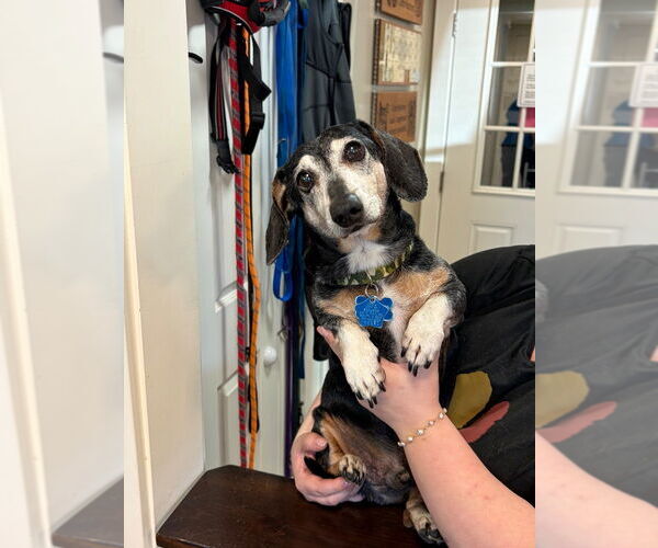 Medium Photo #1 Dachshund Puppy For Sale in Emmett, ID, USA