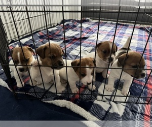 Jack Russell Terrier Litter for sale in MIAMI, FL, USA