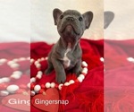 Puppy Gingersnap French Bulldog