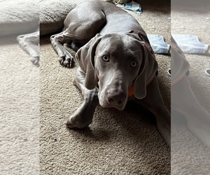Father of the Weimaraner puppies born on 04/27/2022