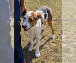 Small #1 Treeing Walker Coonhound Mix