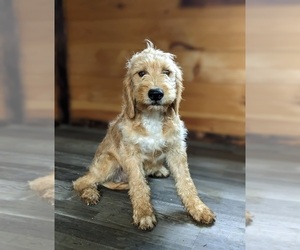 Goldendoodle (Miniature) Puppy for sale in QUARRYVILLE, PA, USA