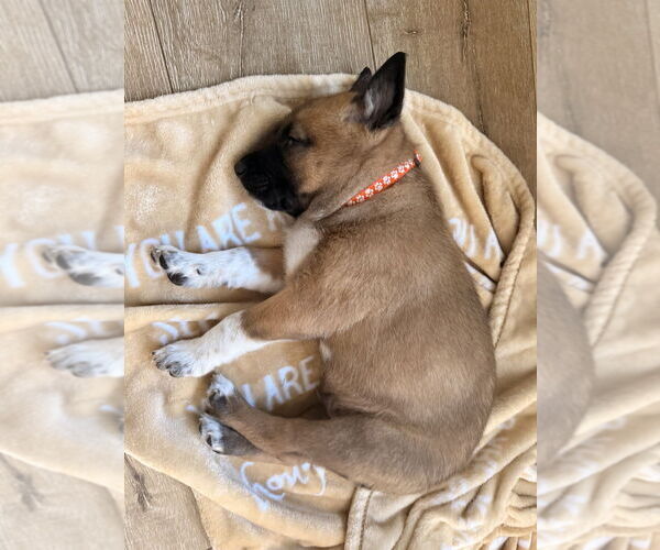 Medium Photo #3 Mutt Puppy For Sale in Imlay City, MI, USA