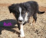 Small Photo #2 Border-Aussie Puppy For Sale in LUBBOCK, TX, USA